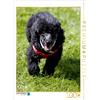 Calvendo Puzzle da 1000 pezzi "Barboncino che corre", 480x640 mm, Berg Martina; 7379930