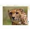 Calvendo Cheetah 1000 pezzi puzzle paesaggio 640x480mm, Wolf Gerald; 7376054