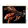 Calvendo Puzzle "Vespa" da 1000 pezzi, formato orizzontale 640x480 mm, Bleicher Renate; 7322667