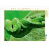 Calvendo Pitone verde (Morelia viridis) 1000 Pezzi Puzzle paesaggio 640x480mm, CALVENDO; 7305366