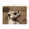Calvendo Meerkat (Suricata suricatta) 1000 pezzi puzzle paesaggio 640x480mm, CALVENDO; 7305357