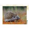Calvendo Puzzle Calvendo "Riccio" da 2000 pezzi, formato orizzontale 900x670 mm, Trunk Alfred; 7416490