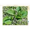 Calvendo Hosta 'Big Daddy' circondata da woodruff 1000 pezzi puzzle paesaggio 640x480mm, Heußlein Jutta; 7427799