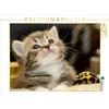 Calvendo - Gattino British Shorthair 1000 pezzi, puzzle orizzontale 640x480 mm, Viola Melanie; 7305782