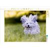 Calvendo Havanese, puzzle da 1000 pezzi, formato orizzontale 640x480 mm, Sonja Teßen; 7455152
