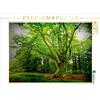Calvendo Faggio folto (Krombach, NRW) 1000 pezzi puzzle paesaggio 640x480mm, CALVENDO; 7462319