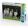 CALVENDO Puzzle Conosciuto come un cane colorato. Australian Shepherd - Familienplaner hoch 1000 Teile Lege-Größe 64 x 48 cm Foto-Puzzle immagine di Starick Sigrid