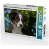 CALVENDO Puzzle Conosciuto come un cane colorato. Australian Shepherd - Familienplaner hoch 1000 Teile Lege-Größe 64 x 48 cm Foto-Puzzle immagine di Starick Sigrid