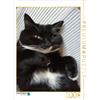 CALVENDO Puzzle "Gatto, paffuto e soddisfatto" | 2000 pezzi, dimensioni da assemblare 90x67 cm. Puzzle fotografico per momenti di gioia