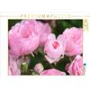 CALVENDO Puzzle Rosa 'La Fata' | 1000 pezzi dimensioni 64x48cm Foto-Puzzle per le ore felici