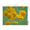 Calvendo Yellow Magerite 1000 pezzi puzzle paesaggio 640x480mm, Adam Ulrike; 7417446