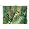 Calvendo Puzzle "Cereali" da 1000 pezzi, formato orizzontale 640x480 mm, CALVENDO; 7432709