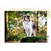 Calvendo Sheltie Bailey nella foresta incantata. 1000 pezzi puzzle paesaggio 640x480 mm, Bock Jasmin; 7443918