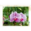 Calvendo Puzzle Orchidea Phalaenopsis Rosa, 1000 pezzi, formato orizzontale 640x480 mm, CALVENDO; 7436788