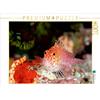 Calvendo Ritratto di pesce, Maldive 1000 pezzi puzzle paesaggio 640x480mm, Gruse Sven; 7442805