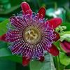 Vivaio di Castelletto Passiflora Quadrangularis pianta in vaso Ø14 cm con canna h. 150 cm circa | Vivaio di Castelletto