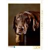 Calvendo Simba - Incrocio tra Labrador e Rottweiler, 4 anni; puzzle da 1000 pezzi, 480 x 640 mm; Behr Jana; 7349077