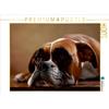 Calvendo Maja - Pugile americano, 3 anni 1000 pezzi puzzle paesaggio 640x480mm, Behr Jana; 7350566