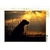 Calvendo Cane in controluce al mare 1000 pezzi puzzle paesaggio 640x480mm, Janetzek Yvonne; 7453916
