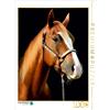 Calvendo American Quarter Horse, puzzle da 1000 pezzi, 480 x 640 mm, Heüveldop Sabine; 7459089