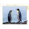 Calvendo Köngispinguine - Dialogo II 1000 pezzi puzzle paesaggio 640x480mm, Altmaier Michael; 7382179