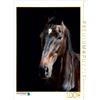 Calvendo Trakehner 1000 pezzi puzzle alto 480x640mm, Heüveldop Sabine; 7459059