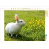 Calvendo Cute rabbits 1000 pezzi puzzle paesaggio 640x480mm, Bagunk Anja; 7353067
