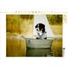 Calvendo - Border Collie in barca, puzzle da 1000 pezzi, formato orizzontale 640x480 mm, Köntopp Kathrin; 7403358