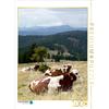 Calvendo Vista del bestiame Belchen e Fleckvieh che ruminano 1000 pezzi puzzle 480x640mm, Goldscheider Stefanie; 7329286
