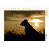 Calvendo Cane al tramonto 1000 pezzi puzzle paesaggio 640x480mm, Janetzek Yvonne; 7453931