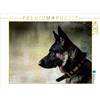 Calvendo Liebeszauber... 1000 Teile Puzzle quer 640x480mm, Danica Krunic Dr; 7402796