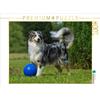 CALVENDO Puzzle Conosciuto come un cane colorato. Australian Shepherd - Familienplaner hoch 1000 Teile Lege-Größe 64 x 48 cm Foto-Puzzle immagine di Starick Sigrid