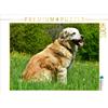 Calvendo Puzzle CALVENDO Il Golden Retriever è una razza canina britannica (Gruppo FCI 8, Sezione 1, Standard n. 111). puzzle da 1000 pezzi di dimensioni 64 x 48 cm Foto-Puzzle di Glineur Jean-Louis