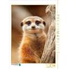 CALVENDO Puzzle Carino suricato con occhi grandi in verticale | 1000 pezzi dimensioni 64x48cm Foto-Puzzle per ore liete