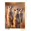 CALVENDO Puzzle Meerkat Famiglia sull'attenti nella savana | 1000 pezzi puzzle 64x48cm Foto puzzle per ore liete