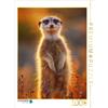 CALVENDO Puzzle Meerkat si trova al tramonto e guarda curioso | 1000 Pezzi Puzzle 64x48cm Foto puzzle per le ore felici