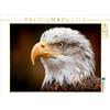 CALVENDO Puzzle Aquila Calva in dettaglio con uno sguardo acuto | 1000 Pezzi Puzzle 64x48cm Foto-Puzzle per le ore felici