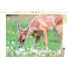 CALVENDO Puzzle Am Waldboden | 1000 pezzi dimensioni 64x48cm Foto-Puzzle per le ore felici