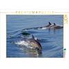 CALVENDO Puzzle Delfini sulla costa occidentale | 1000 Pezzi Puzzle 64x48cm Foto-Puzzle per l'happy hour