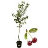 P. Piantine da Orto | Marascone, Pianta in Vaso Diametro 22 cm, da Frutto in Vaso, Pianta Vera da Esterno, Giardino in Terrazza, Vivaio Italiano