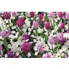 Flora Import 50 X Tulipani, Anemone, Giacinti - Tulipa, Anemone, Hyacinthus - Bulbi Di Alta Qualità (50)