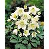 Generic 1 PIANTA DI HELLEBORUS NIGER BLACK LINE ROSA DI NATALE VASO 12CM ELLEBORO PERENNE NATALE