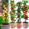 Generico Alberi da frutto colonnari - Lotto di 4 alberi (ciliegio, albicocca, peri, meli) - Altezza 80 cm - Ideali per balconi, terrazze, piccoli giardini