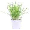 eGarden.store Pianta di Erba Gatta o Triticum pianta erbacea da esterno per gatti pianta vera di erba gatta in vaso pet friendly venduta da eGarden.store