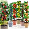Generico Alberi da frutto colonnari - Lotto di 6 alberi (ciliegio, mela, pera, albicocca, pesca, prugna) - Altezza 80 cm - Ideali per balconi, terrazze, piccoli giardini