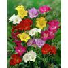 Flora Import 20 X Freesia Mix - Freesia Profumata - Bulbi Di Alta Qualità (20)