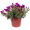 Generico Delosperma Viola (Delosperma cooperi) 3 Piantine in Vaso | Tappeto Fiorito, Fiori Viola da Primavera a Autunno, Copertura del Suolo, Facile Coltivazione e Resistente | Giardino e Terrazzi