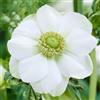 VIRIDIMANIA Bulbi da Fiore Autunnali Olandesi | Selezione di Bulbose a Fioritura Primaverile | Ottima Qualità e Fioritura Garantita (10 Bulbi di ANEMONE THE BRIDE)
