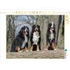 CALVENDO Puzzle Bernerpower | 1000 pezzi dimensioni 64x48cm Foto-Puzzle per le ore felici