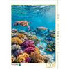 CALVENDO Puzzle Barriera corallina con tartarughe marine | 1000 Pezzi Puzzle 64x48cm Foto-Puzzle per le ore felici